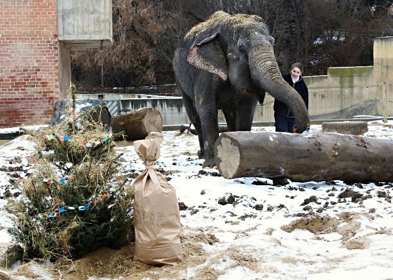 Vánoce v Zoo Praha, foto (c) Archiv Zoo Praha